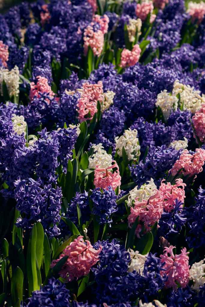 beautiful flower garden